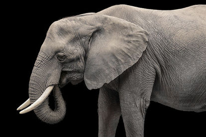 71 x 47 Elephant III (CUSTOM)(OD)