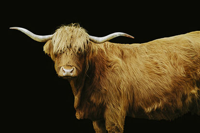 45 x 30 Highland Cattle on Black (CUSTOM)(IBG)
