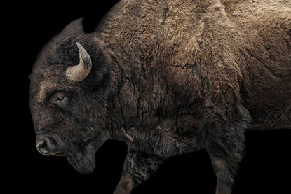 45 x 30 Buffalo on Black I (CUSTOM)(IBG)