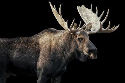 36 x 24 Bull Moose I (FC)