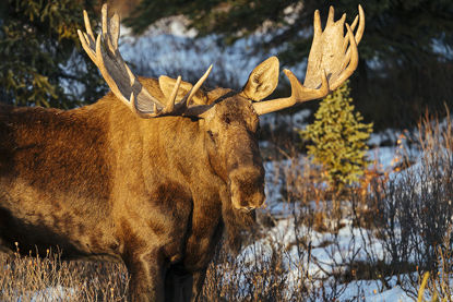 71 x 47 Majestic II (FC)