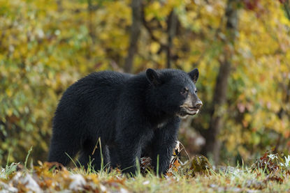 60 x 40 Little Bear II (PX)