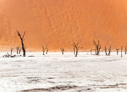 45 x 30 Namibian Skeleton Trees V (EP)