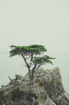 36 x 55 Lone Cypress (MT)
