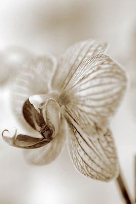30 X 45 Sepia Floral (Matte Finish)