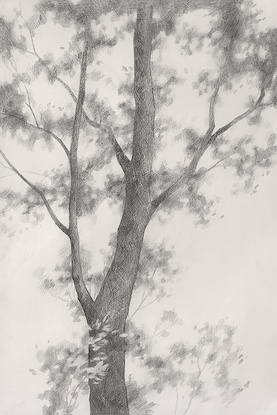 40 x 60 Wilderness Giant II (EP)