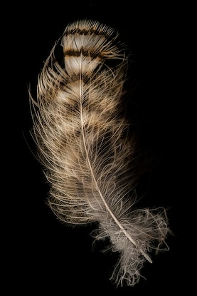 20 x 30 Hawk Feather (OD)