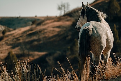 45 x 30 The Horse (OD)
