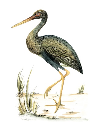 Water Birds II (IBG)