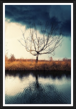 36 x 52 Lonely Tree (GF)