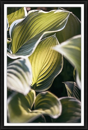 30 x 44 Hosta Light (GF)