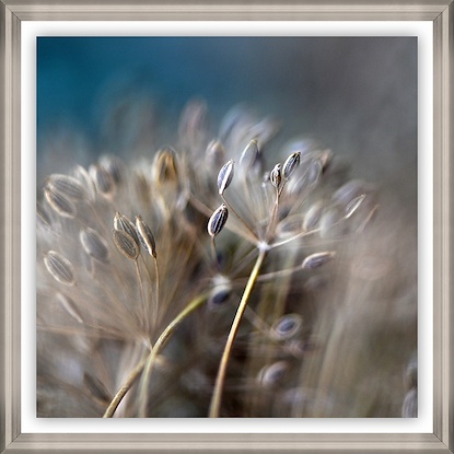 30 x 30 Dill Seed I (GF)