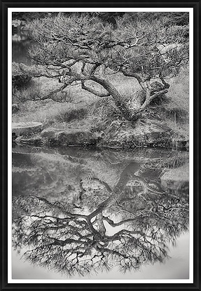 36 x 52 Tree and Reflection Nara (GF)