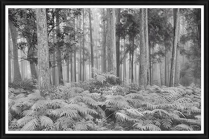 54 x 36 Fern Forest BW (GF)