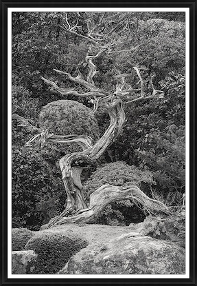 36 x 52 Old Tree in Konchin (GF)