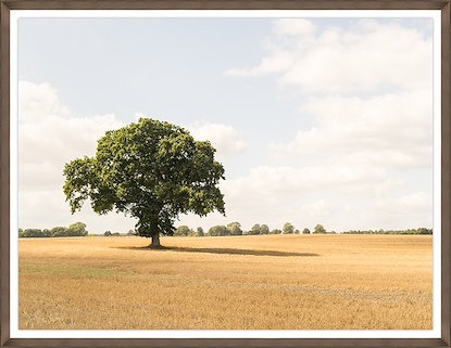 40 x 31 Tree (Taunus, Germany) (GF)