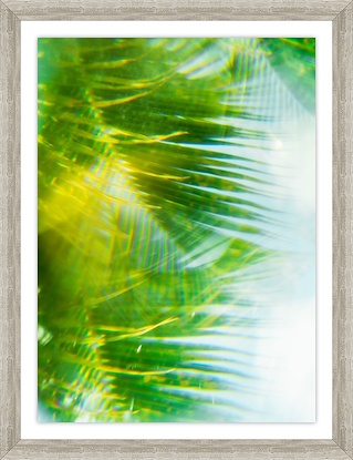20 x 26 Palm Fronds (Turks and Calico) I (GF)