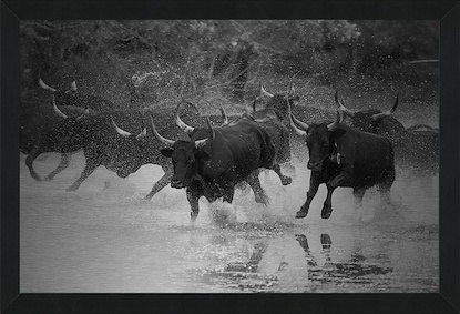 73.25 x 49.25 The Running of Bulls (MABA)