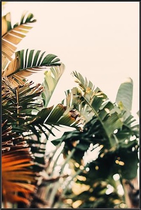 30 x 45 Paradise III (MT)