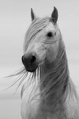 40 x 60 Portrait of Purity (LN)