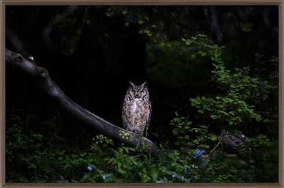 46 x 30 In the Shadow of the Woods (FC)