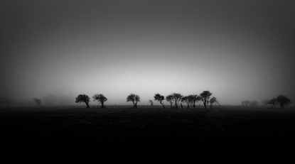 54 x 30 Ghost Trees (MT)
