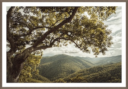 60 x 42 Tree of Hope (GF)